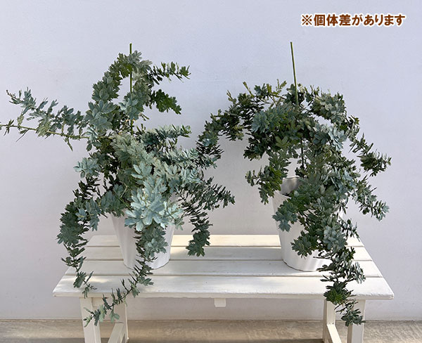 アカシア:シダレ ミモザ7号鉢植え