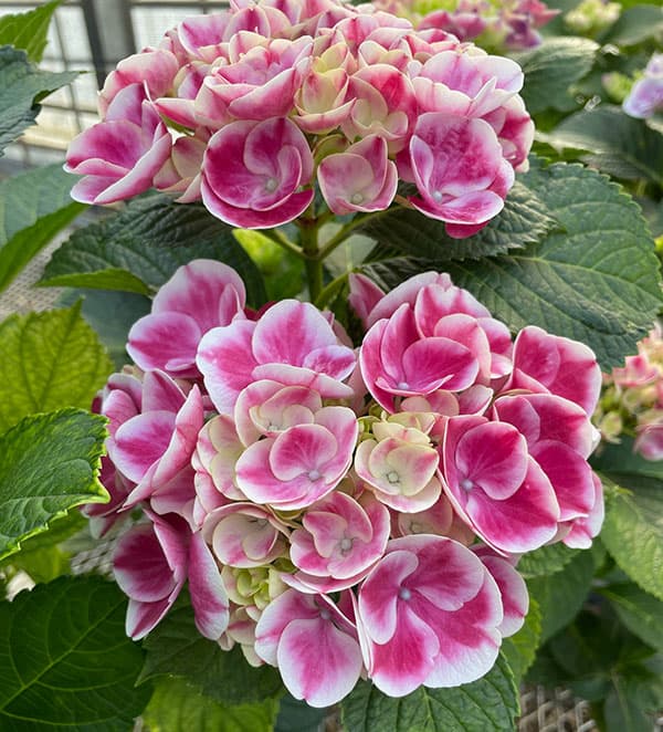 アジサイ:ルシール3.5号ポット