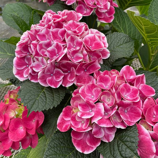 アジサイ:ルシール3.5号ポット