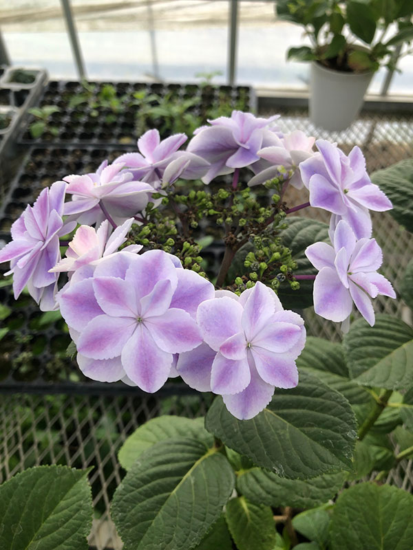 アジサイ：幻想恋花（ゲンソウレンカ）3.5号ポット