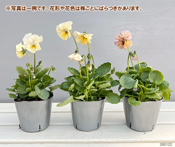 ビオラ:君待ち スプーンリーフタイプ3.5号ポット 6株セット