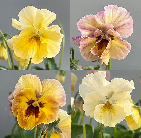 ビオラ:君待ち スプーンリーフタイプ3.5号ポット 6株セット