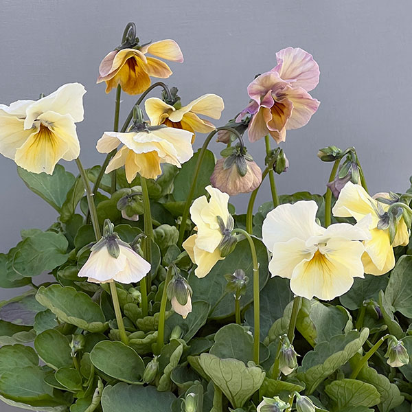 ビオラ:君待ち スプーンリーフタイプ3.5号ポット 6株セット