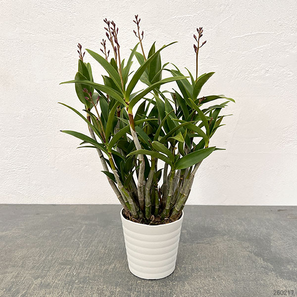 キンギアナム:春の恋3.5号鉢植え