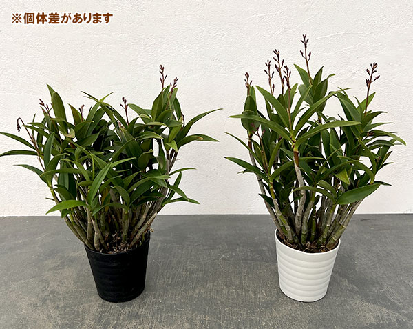 キンギアナム:春の恋3.5号鉢植え