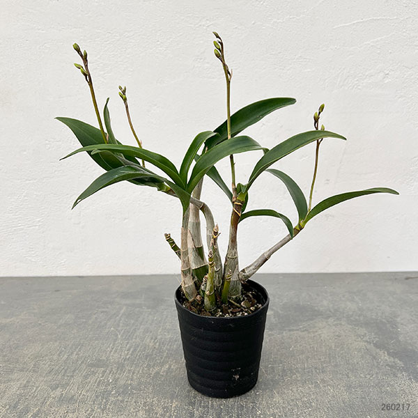 キンギアナム:日の丸3.5号鉢植え