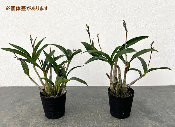 キンギアナム:日の丸3.5号鉢植え