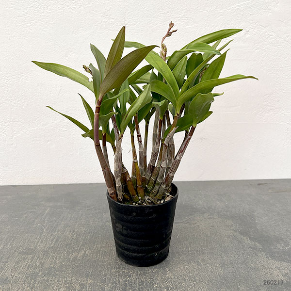 キンギアナム:花絵巻3.5号鉢植え