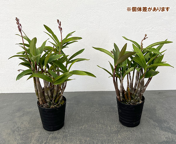 キンギアナム:花絵巻3.5号鉢植え