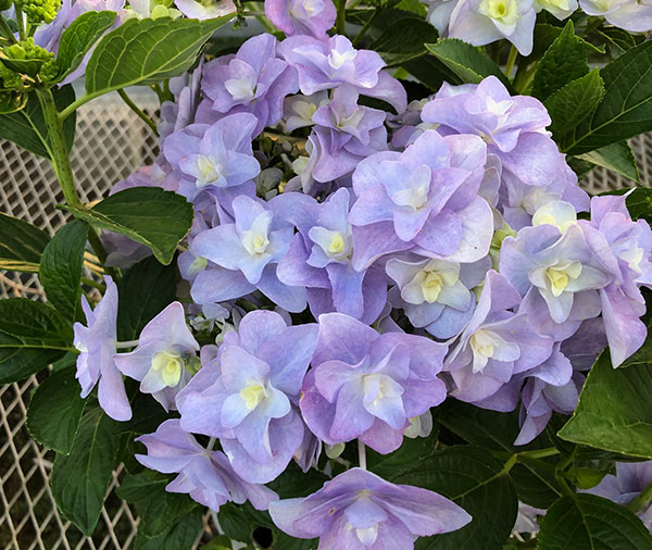 アジサイ:L’luvia(ジュビア)3.5号ポット