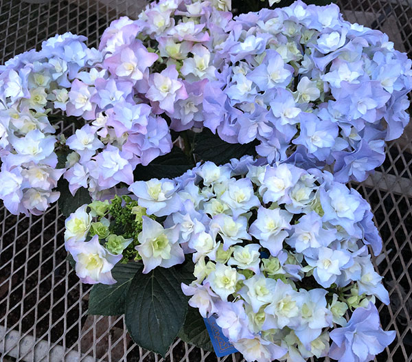 アジサイ:L’luvia(ジュビア)3.5号ポット