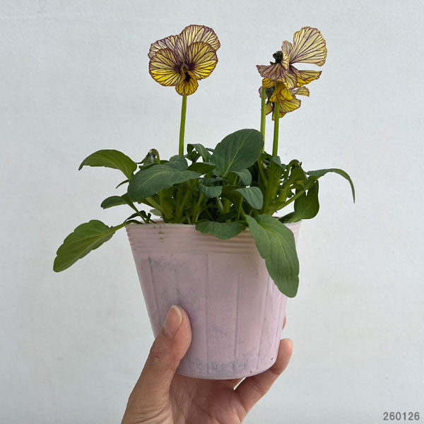 ビオラ：A-STORYシークレットベイン3.5号ポット