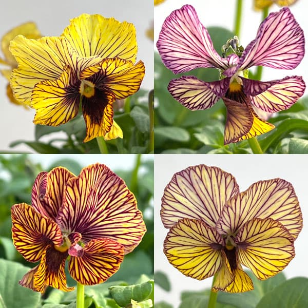 ビオラ：A-STORYシークレットベイン3.5号ポット