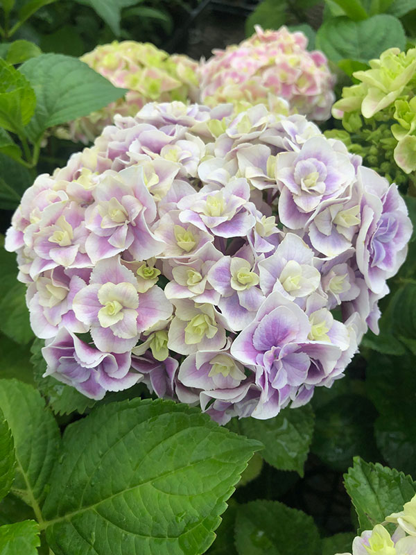 アジサイ：旭日昇天（キョクジツショウテン）3.5号ポット