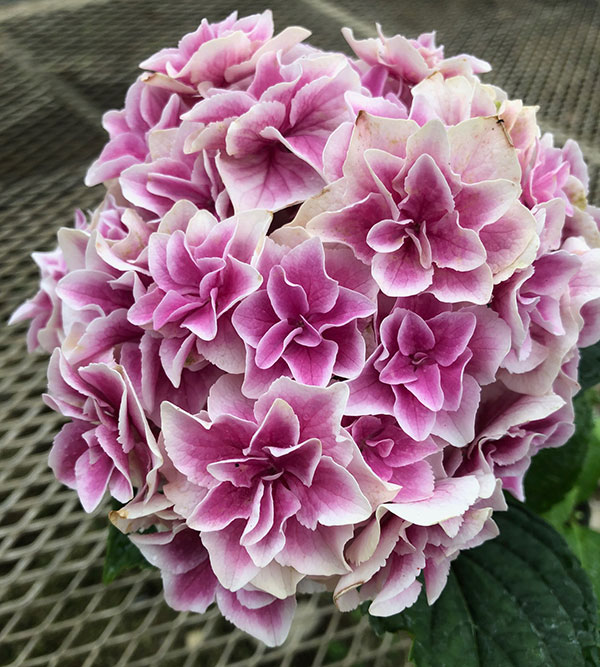 アジサイ：旭日昇天（キョクジツショウテン）3.5号ポット