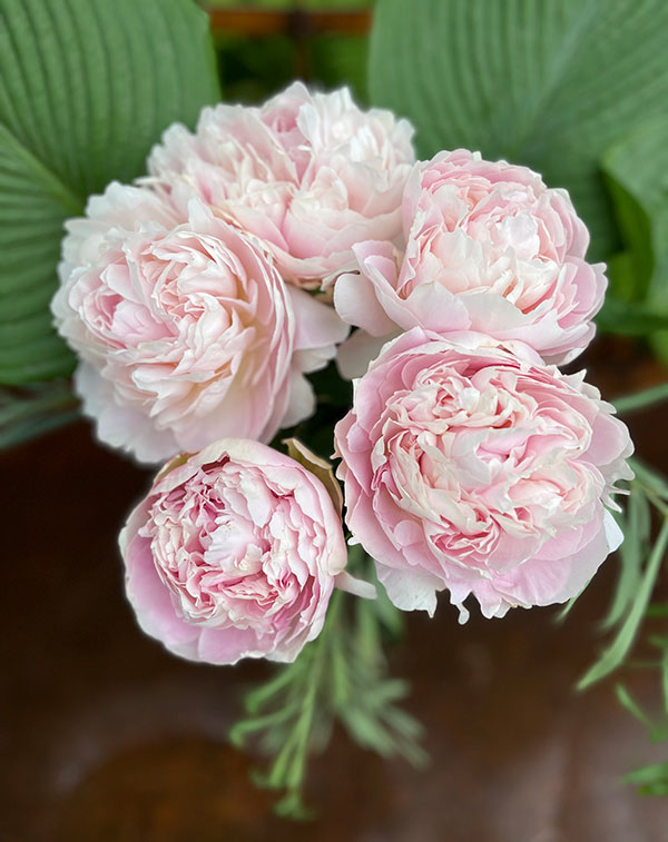 [26年2月中下旬予約]シャクヤク（芍薬）：朱鷺姿（ときすがた）7号ポット