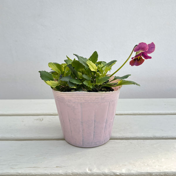 ビオラ：A-STORY恋文（こいぶみ）斑入り3.5号ポット