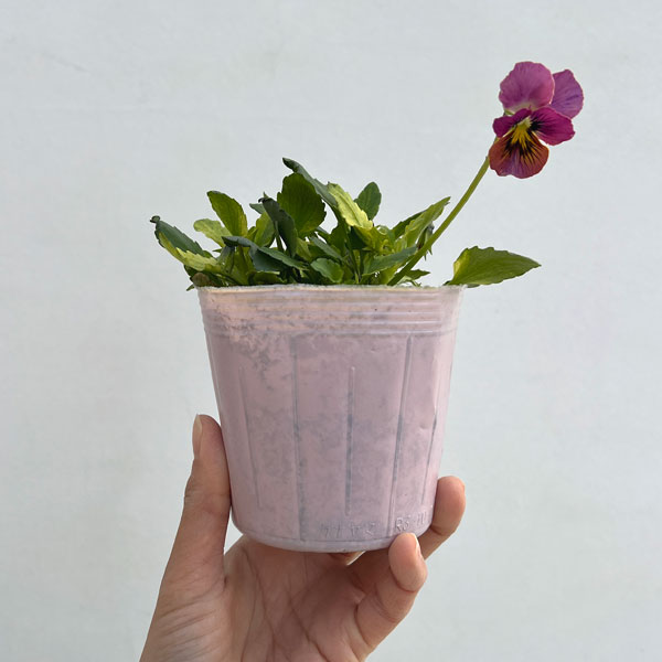 ビオラ：A-STORY恋文（こいぶみ）斑入り3.5号ポット