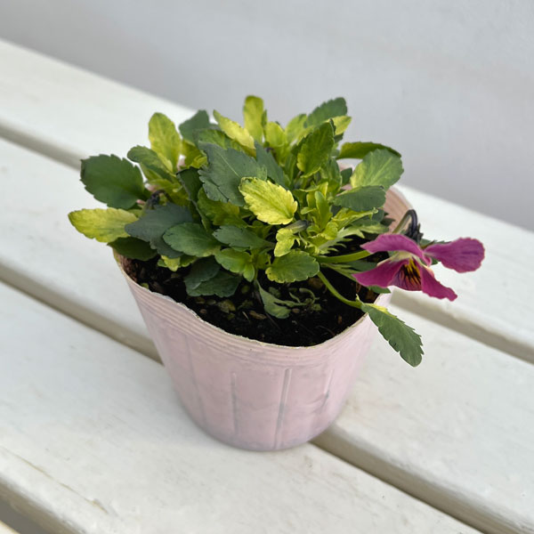 ビオラ：A-STORY恋文（こいぶみ）斑入り3.5号ポット