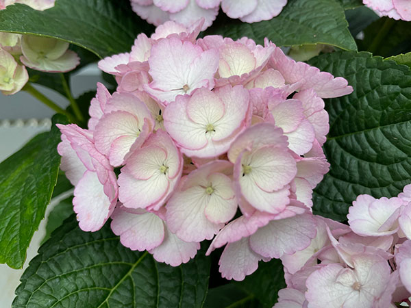 アジサイ:Cocon(ココン)3-3.5号ポット