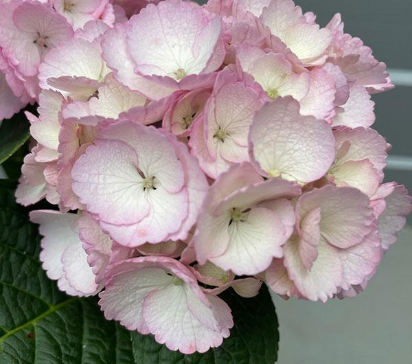 アジサイ:Cocon(ココン)3-3.5号ポット