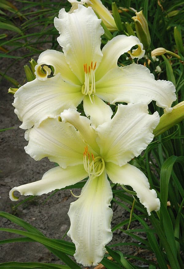 [26年2月中下旬予約]ヘメロカリス：ヘブンリーエンジェルアイ5号ポット