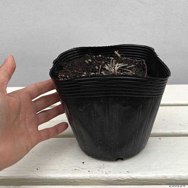 ヘメロカリス:ヘブンリーエンジェルアイ5号ポット