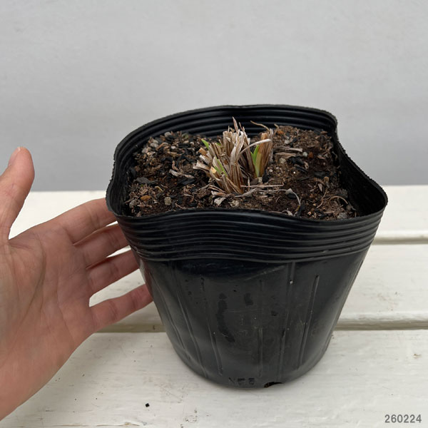 ヘメロカリス：アップリケ5号ポット