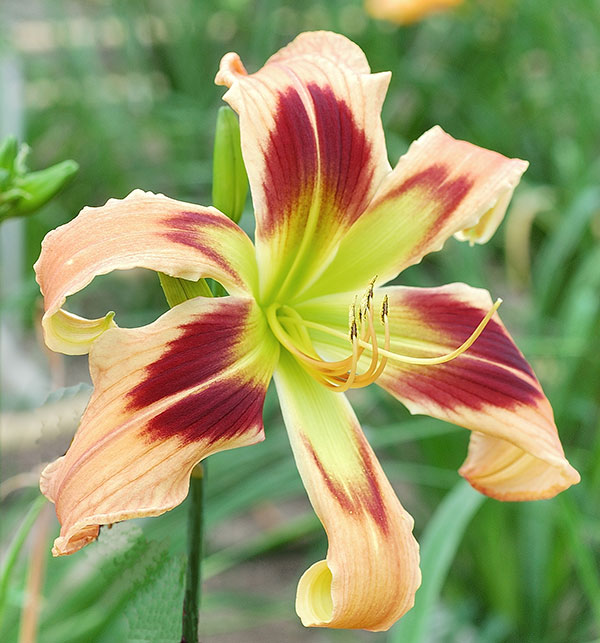 [26年2月中下旬予約]ヘメロカリス：ワイルドアンドワンダフル5号ポット