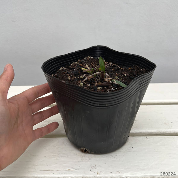 ヘメロカリス：ワイルドアンドワンダフル5号ポット