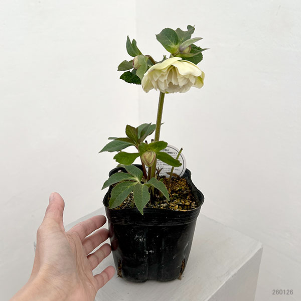 横山園芸さんのクリスマスローズ：26-01プリマドレス4.5号ポット【現品販売】