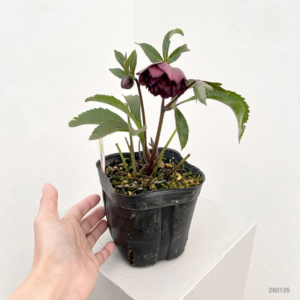 横山園芸さんのクリスマスローズ：26-02プリマドレス4.5号ポット【現品販売】