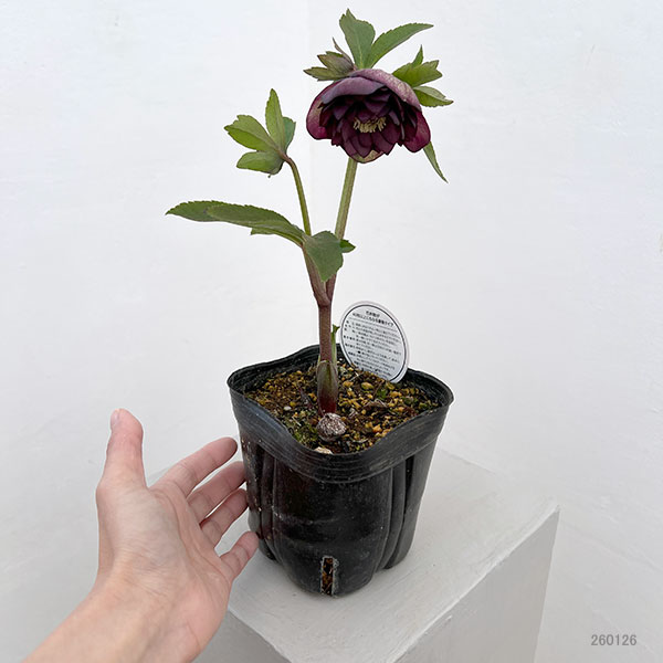 横山園芸さんのクリスマスローズ:26-03プリマドレス4.5号ポット【現品販売】