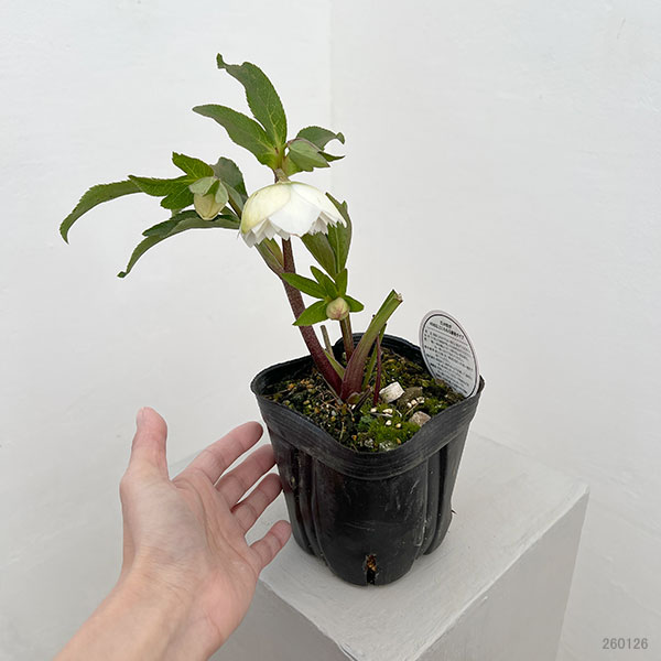 横山園芸さんのクリスマスローズ：26-04プリマドレス4.5号ポット【現品販売】