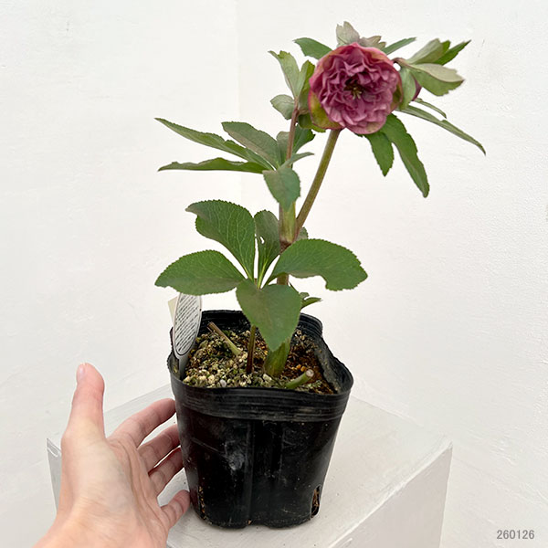 横山園芸さんのクリスマスローズ：26-05プリマドレス4.5号ポット【現品販売】