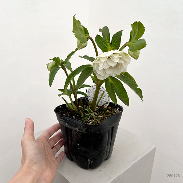 横山園芸さんのクリスマスローズ：26-06プリマドレス4.5号ポット【現品販売】