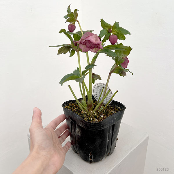 横山園芸さんのクリスマスローズ:26-07プリマドレス4.5号ポット【現品販売】