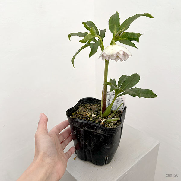 横山園芸さんのクリスマスローズ:26-08プリマドレス4.5号ポット【現品販売】