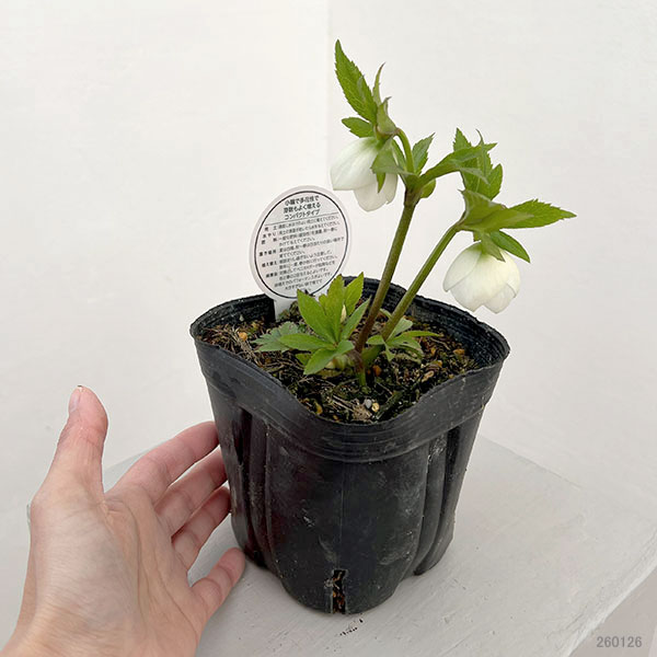 横山園芸さんのクリスマスローズ：26-10プチドール4.5号ポット【現品販売】