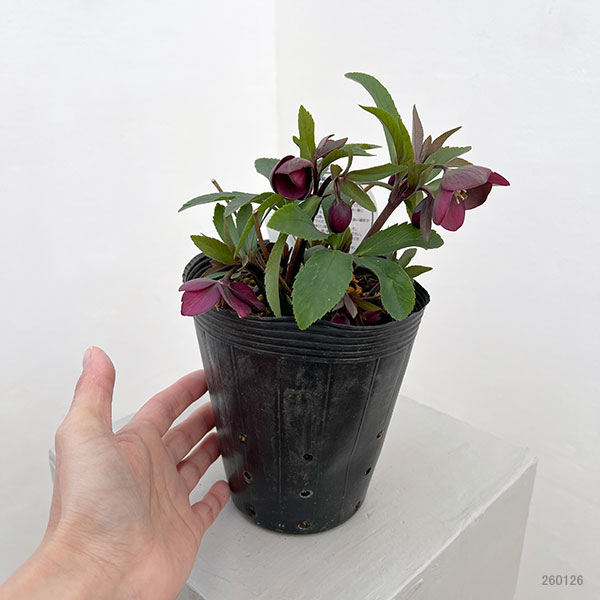 横山園芸さんのクリスマスローズ：26-11プチドール4.5号ポット【現品販売】