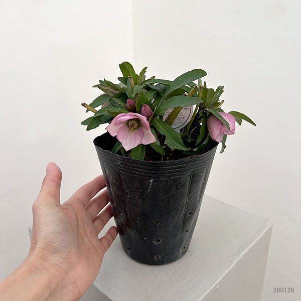 横山園芸さんのクリスマスローズ：26-12プチドール4.5号ポット【現品販売】