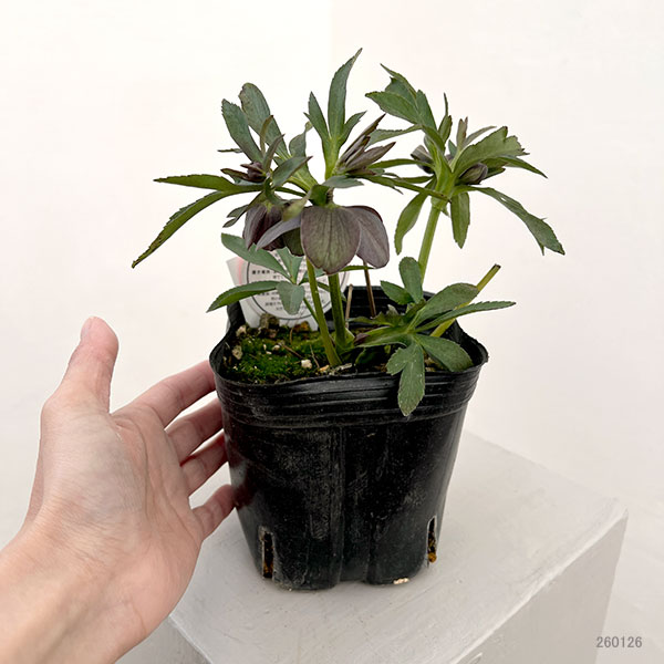 横山園芸さんのクリスマスローズ：26-13プチドール4.5号ポット【現品販売】