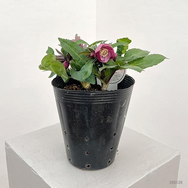 横山園芸さんのクリスマスローズ：26-14プチドール4.5号ポット【現品販売】