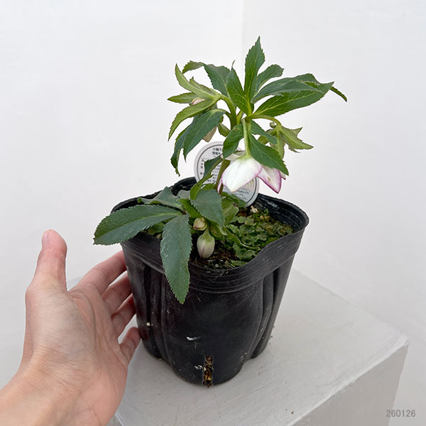 横山園芸さんのクリスマスローズ：26-15プチドール4.5号ポット【現品販売】