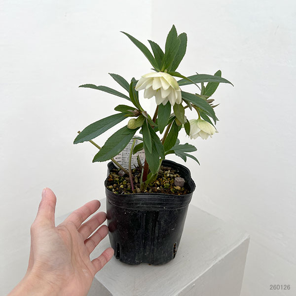 横山園芸さんのクリスマスローズ：26-16プチドールダブル4.5号ポット【現品販売】