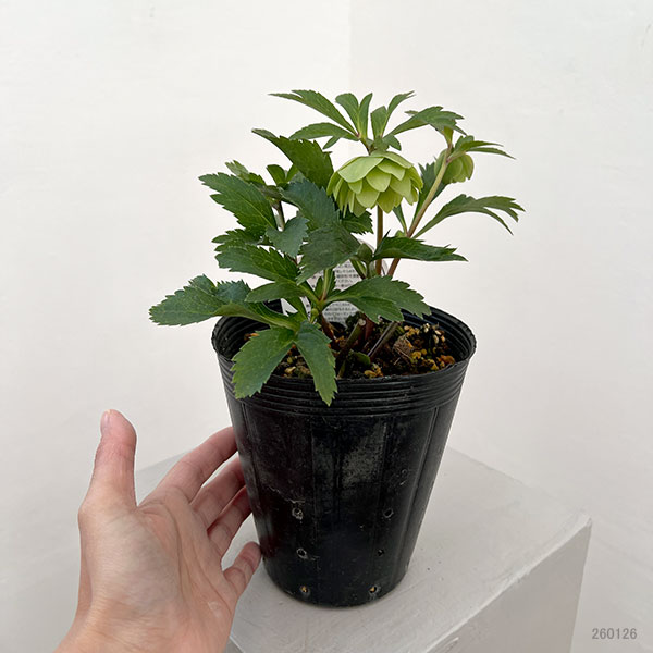 横山園芸さんのクリスマスローズ：26-17プチドールダブル4.5号ポット【現品販売】