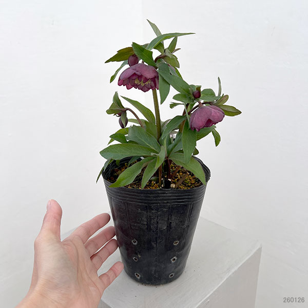 横山園芸さんのクリスマスローズ：26-18プチドールダブル4.5号ポット【現品販売】