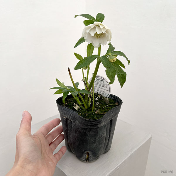 横山園芸さんのクリスマスローズ：26-20プチドールダブル4.5号ポット【現品販売】