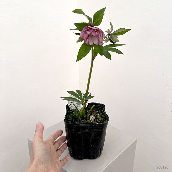 横山園芸さんのクリスマスローズ:26-21プチドールダブル4.5号ポット【現品販売】