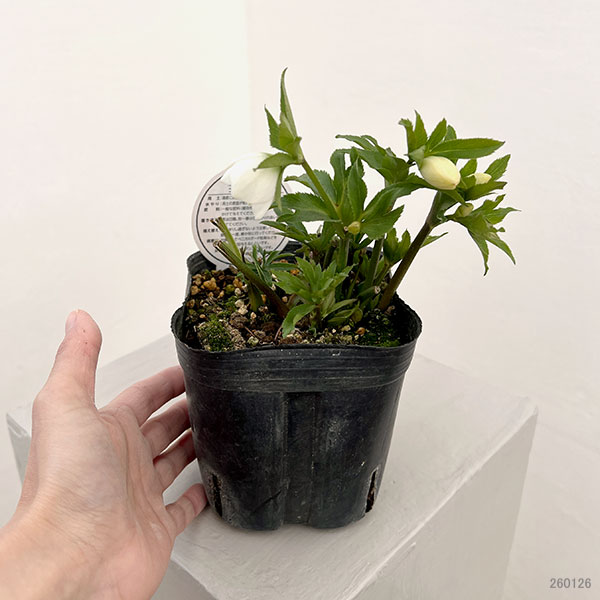 横山園芸さんのクリスマスローズ：26-22ベビードール4.5号ポット【現品販売】